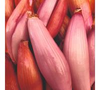 Thompson & Morgan Simiane Pink-Fleshed Shallot Seeds - Gourmet Sweet Variety For Cooking & Storage - 10 Seeds