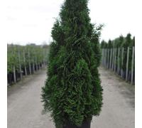 Thompson & Morgan Smaragd Thuja Occidentalis Evergreen Conifer - Slow-Growing Upright Dark Green Foliage For Hedges & Specimen Trees - 1L Potted Pla