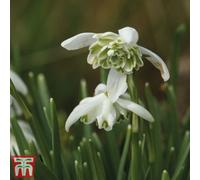 Thompson & Morgan Snowdrop (Galanthus) Double Flowered In The Green 100 Bulbs