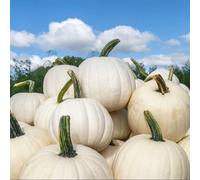 Thompson & Morgan Snowman Pumpkin Seeds White Halloween Half-Hardy Annual For Carving Painting Cooking - 8 Seeds