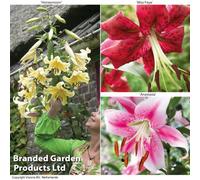 Thompson & Morgan Soaring Tree Lily Collection 9 Bulbs (3 Of Each)