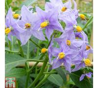 Thompson & Morgan Solanum Crispum Glasnevin 3 Litre Potted Plant X 2