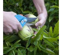 Thompson & Morgan Solanum Muricatum Melon Pear Plant - Unusual Edible Fruit Shrub For Greenhouse - 1X 105Cm Potted Plant