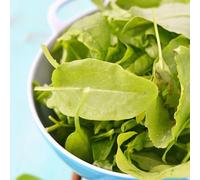 Thompson & Morgan Sorrel Volare Perennial Herb Seeds - Zesty Lemon Flavor Easy Grow High Vitamin C For Salads/sauces/pots - 1 Packet