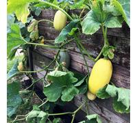 Thompson & Morgan Spaghetti Squash 'vegetable Spaghetti' - Easy Grow, Fun Scoop Flesh, Long Storage, Oval Straw Fruit By T&m