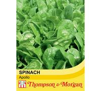 Thompson & Morgan Spinach Apollo F1 1 Seed Packet (300 Seeds)