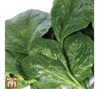 Thompson & Morgan Spinach Helios F1 1 Seed Packet (300 Seeds)