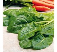 Thompson & Morgan Spinach Perpetual (Spinach Beet) 1 Seed Packet
