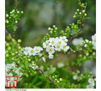 Thompson & Morgan Spiraea Arguta 9Cm Potted Plant X 1