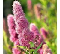 Thompson & Morgan Spiraea Douglasii Pink Feathery Flowers Easy To Grow Deciduous Shrub For Hedges And Borders 1X Bareroot By Thompson And Morgan