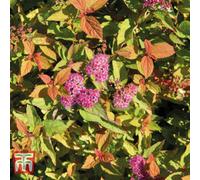 Thompson & Morgan Spiraea Japonica Firelight 9Cm Potted Plant X 2