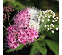 Thompson & Morgan Spiraea Japonica Genpei 1 Bare Root Shrub - Rhs Pollinator Friendly Colour Changing Flowers Borders Containers