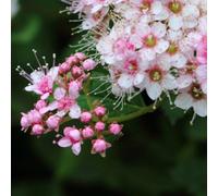 Thompson & Morgan Spiraea Japonica Little Princess 9Cm Potted Plant X 1