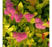 Thompson & Morgan Spiraea Japonica Magic Carpet 3.5 Litre Potted Plant X 1