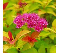 Thompson & Morgan Spiraea Japonica Magic Carpet 9Cm Potted Plant X 1