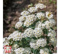 Thompson & Morgan Spiraea Nipponica Snowmound 3.6 Litre Potted Plant X 1