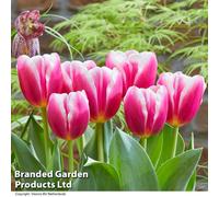 Thompson & Morgan Spring Flowering - Tulip Angels Share 8 Bulbs