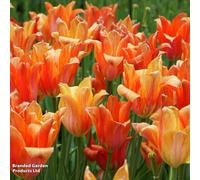 Thompson & Morgan Spring Flowering Tulip El Nino 16 Bulbs