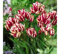 Thompson & Morgan Spring Flowering Tulip Flaming Club 32 Bulbs