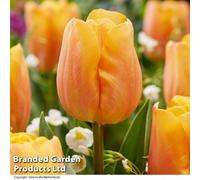 Thompson & Morgan Spring Flowering Tulip Jimmy 16 Bulbs