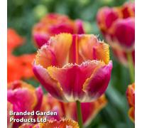 Thompson & Morgan Spring Flowering Tulip Miami Sunset 16 Bulbs