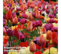 Thompson & Morgan Spring Flowering Tulip Spring Colours Mix 36 Bulbs