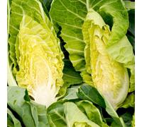 Thompson & Morgan Spring Greens F1 Summer Jewel - Fast Growing Nutritious High Yield Uk Garden Seed Packet