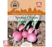 Thompson & Morgan Spring Onion Purplette 1 Seed Packet (250 Seeds)