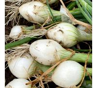 Thompson & Morgan Spring Onion White Star Seeds - Crisp Flavor Golf Ball Size Bulbs Easy To Grow Reliable Crop 1X Packet