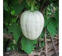 Thompson & Morgan Squash Buffy Ball F1 Winter Hybrid Prolific Small Sweet Vegetable Seeds For Uk Gardens. 12 Seeds.