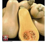 Thompson & Morgan Squash F1 Hunter 1 Seed Packet ( 12 Seeds)
