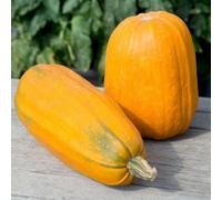 Thompson & Morgan Squash Long Pie Sweet Large Orange Fruits 2.5-4Kg Ideal For Baking & Pies By Thompson And Morgan