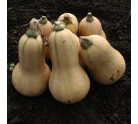 Thompson & Morgan Squash Winter Butternut Hunter F1 1 Seed Packet