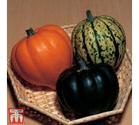 Thompson & Morgan Squash Winter Celebration Mix F1 Hybrid 1 Seed Packet (5 Seeds)