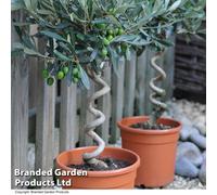 Thompson & Morgan Standard Olive Tree With Twisted Stem - 70-75Cm (Including Pot) - Potted Plant (20Cm Pot) X 1