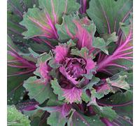 Thompson & Morgan Starmaker Kale Buttonhole Seeds - Gourmet Borecole Pink & Green Leaves Sweet Tender Hardy Annual Vegetable 1 Packet (10 Seeds) By
