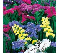 Thompson & Morgan Statice Special Mix 1 Seed Packet (80 Seeds)