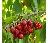 Thompson & Morgan Stella Cherry Tree - Self-Fertile Dessert Fruit For Uk Gardens & Containers (2 X 12L Pots)