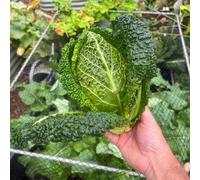 Thompson & Morgan Stelvio Sweet-Heart Savoy Cabbage Hybrid - High Yield Disease-Resistant Compact Veg For Uk Gardens