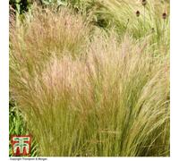 Thompson & Morgan Stipa Tenuissima 1 Litre Potted Plant x 1