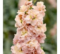 Thompson & Morgan Stock Apricot Column 1 Seed Packet