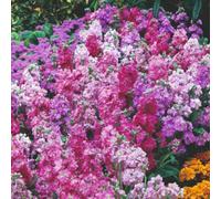 Thompson & Morgan Stock Giant Perfection Mix - Large Showy Fragrant Blooms Long Flowering Easy Grow - 1X Seed Packet