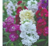 Thompson & Morgan Stocks Dwarf Ten Week Mixed 1 Packet (250 Seeds), Multi