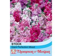 Thompson & Morgan Stocks Giant Perfection Mixed 1 Seed Packet (125 Seeds)