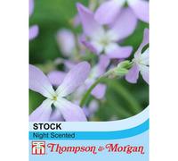 Thompson & Morgan Stocks Night Scented 1 Seed Packet (1,000 Seeds)