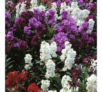 Thompson & Morgan Stocks T&m Brompton Mixed 1 Packet (100 Seeds)