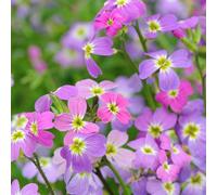 Thompson & Morgan Stocks Virginian Mixed 1 Packet (1000 Seeds)