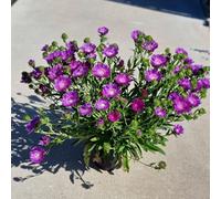 Thompson & Morgan Stokesia Amethyst - Intense Purple Compact Evergreen Drought Tolerant Gravel Garden 1X/3X 9Cm Pots