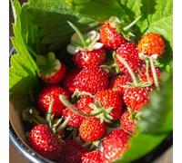 Thompson & Morgan Strawberry Regina Seeds - Sweet Juicy Red Fruits For Containers Baskets Beds. Compact Easy Grow High Yield. Summer Favourite.