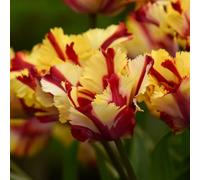 Thompson & Morgan Striking Yellow & Scarlet Red Parrot Tulip Bulbs - 16Ct